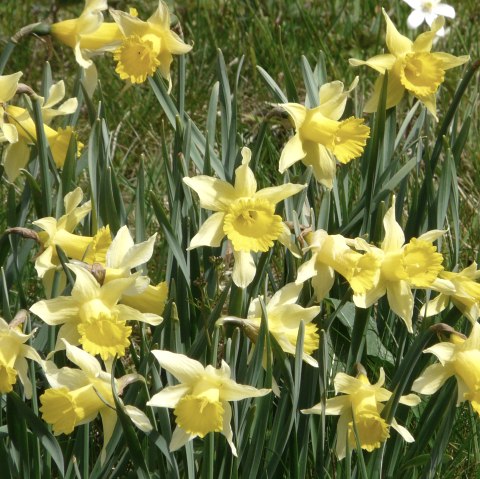 Daffodils in the Perlenbach valley, © Monschau-Touristik Daffodils in the Perlenbach valley, © Monschau-Touristik