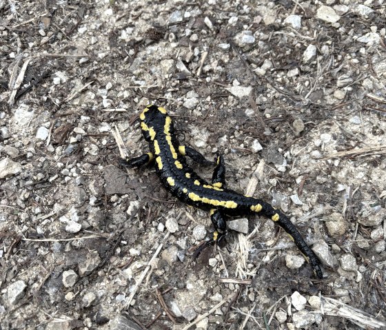 Fire Salamander, © C. Wolter Fire Salamander, © C. Wolter