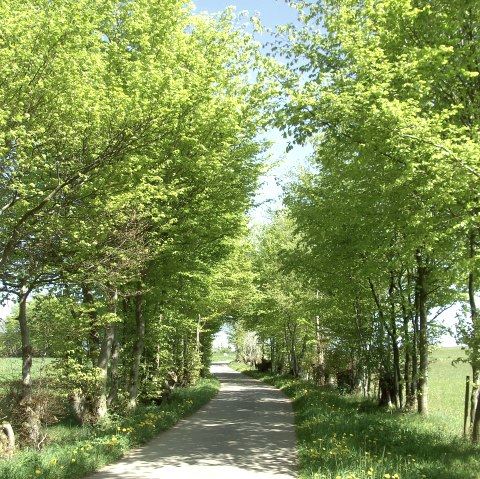 Flurhecken, © Gemeinde Simmerath G. Scheidt Flurhecken, © Gemeinde Simmerath G. Scheidt