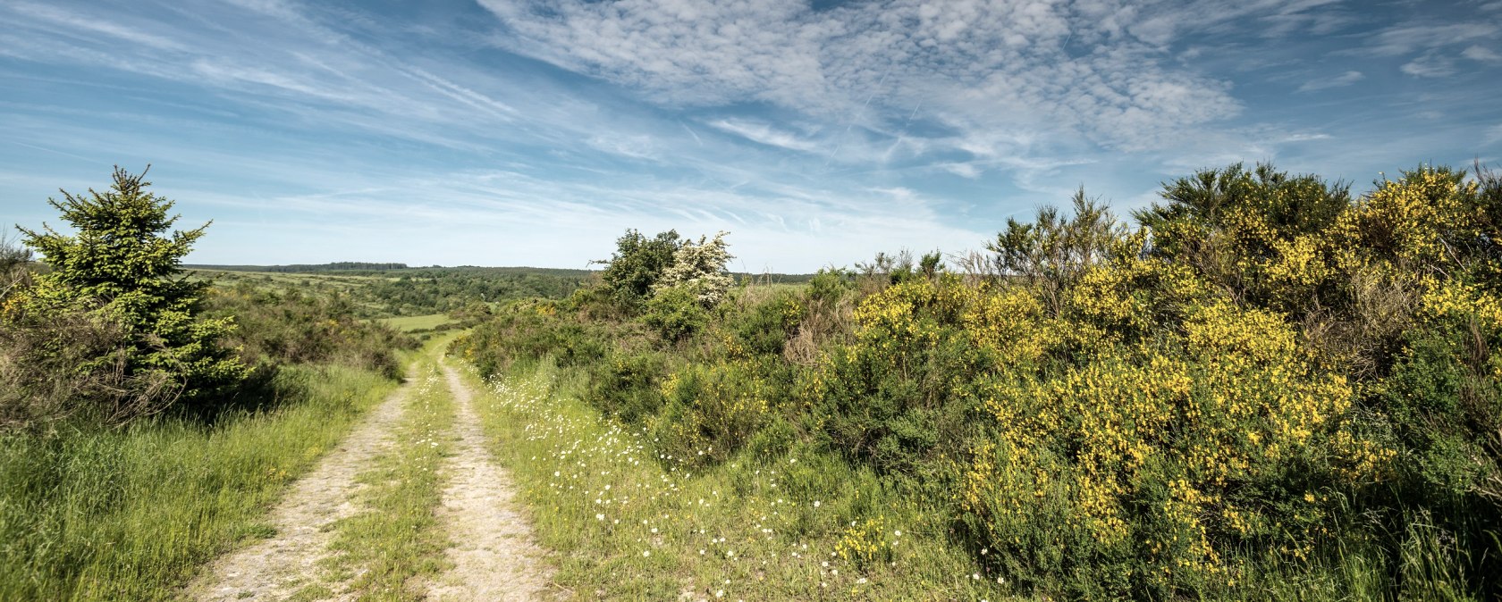 Blühender Ginster auf der Dreiborner Hochfläche, © Stadt Schleiden, D. Ketz Blühender Ginster auf der Dreiborner Hochfläche, © Stadt Schleiden, D. Ketz
