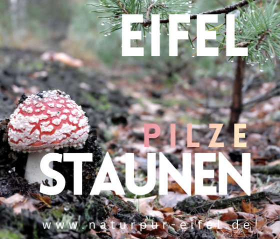 Pilze Staunen, © Natur Pur Eifel Pilze Staunen, © Natur Pur Eifel