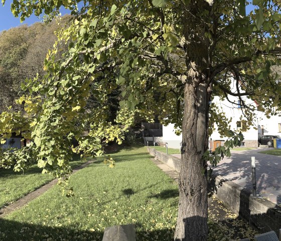 Großer Garten mit Ginkgo Biloba, © Nordeifel Tourismus GmbH & Ferienhaus Ginkgo Biloba Großer Garten mit Ginkgo Biloba, © Nordeifel Tourismus GmbH & Ferienhaus Ginkgo Biloba