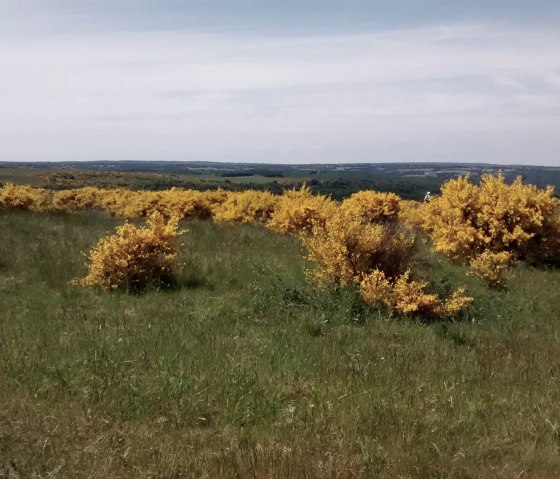 Blühender Ginster im Juni Blühender Ginster im Juni