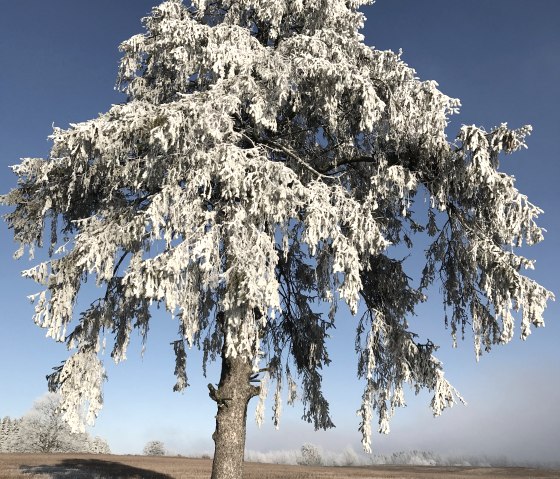 Winter Landscape, © C. Wolter Winter Landscape, © C. Wolter