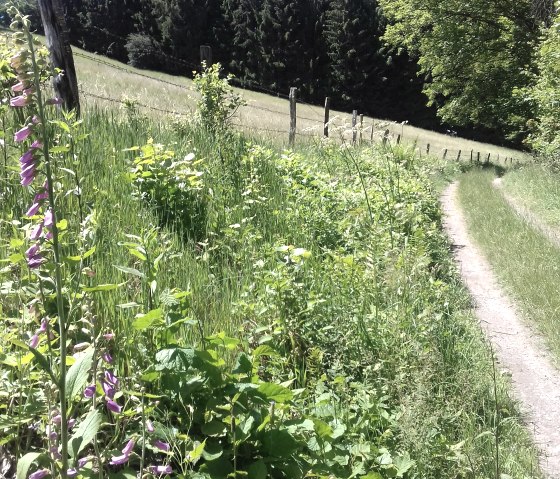 Sommerweg mit Fingerhut (co) Theißen-Braun Sommerweg mit Fingerhut (co) Theißen-Braun