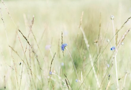 Blumenwiese, © Paul Meixner Blumenwiese, © Paul Meixner