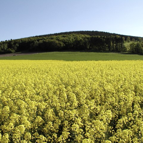 Bovenbergrunde Bovenbergrunde