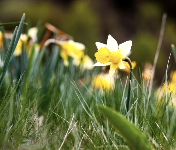 Wild daffodils along the monastery route, © Tourismus NRW e.V. Wild daffodils along the monastery route, © Tourismus NRW e.V.