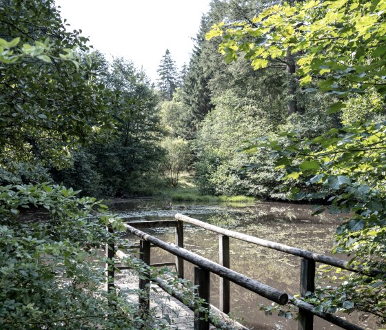 Ein hölzerner Steg führt über einen Teich, umgeben von dichtem Wald im EifelSpur Wildnispfad., © Nordeifel Tourismus GmbH Ein hölzerner Steg führt über einen Teich, umgeben von dichtem Wald im EifelSpur Wildnispfad., © Nordeifel Tourismus GmbH
