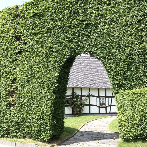 House hedge House hedge