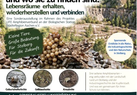 Ausstellung: Pionieramphibien und wo sie zu finden Ausstellung: Pionieramphibien und wo sie zu finden