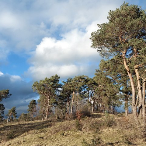Februarlicht (co) Theißen-Braun Februarlicht (co) Theißen-Braun