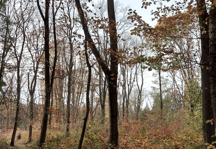 Novemberwald (co) Theißen-Braun Novemberwald (co) Theißen-Braun