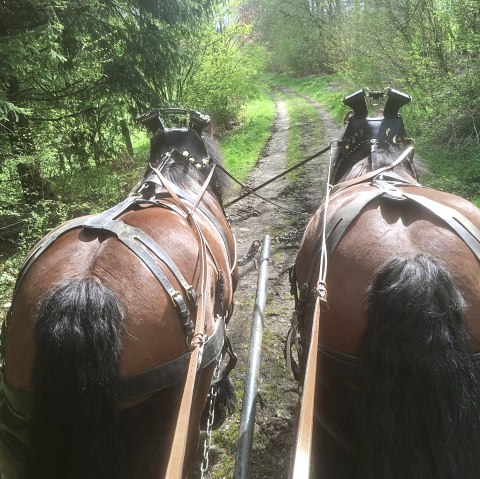 Pferde, © Gottfried Carls Pferde, © Gottfried Carls