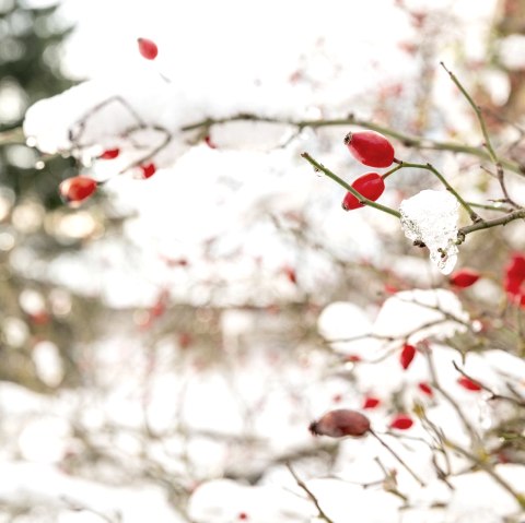 Winter Vibes, © Frank Wiesen Winter Vibes, © Frank Wiesen