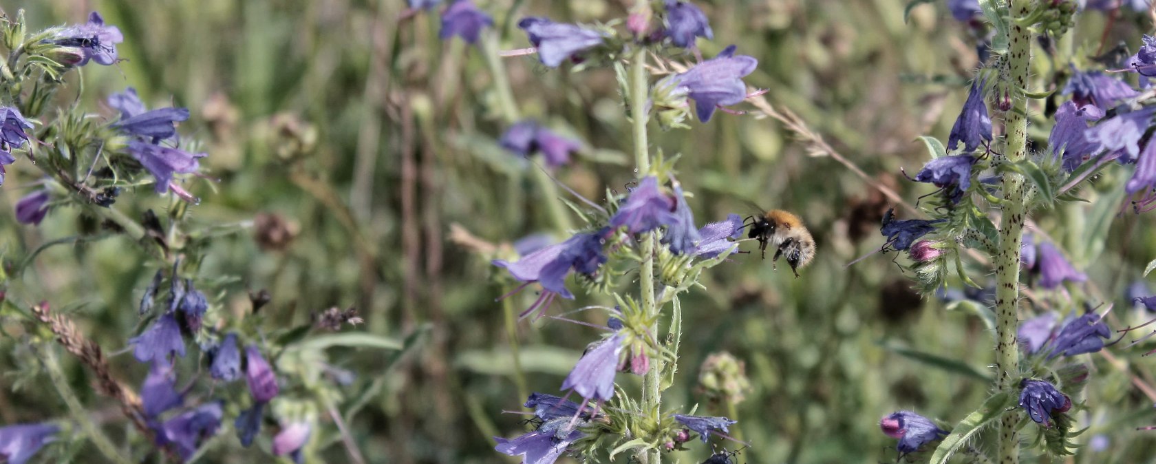Hummel im Anflug, © Dennis Winands Hummel im Anflug, © Dennis Winands