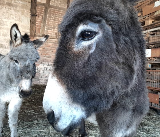 Donkey time with the Kermeter alpacas, © Familie Kellerners Donkey time with the Kermeter alpacas, © Familie Kellerners
