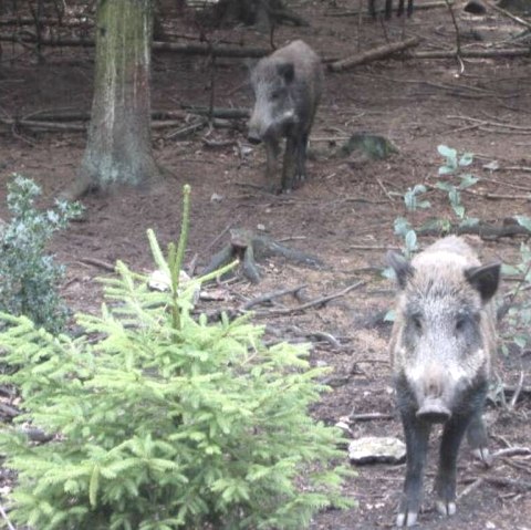 Wild boars in the wild boar park, © Archiv der StädteRegion Aachen Wild boars in the wild boar park, © Archiv der StädteRegion Aachen