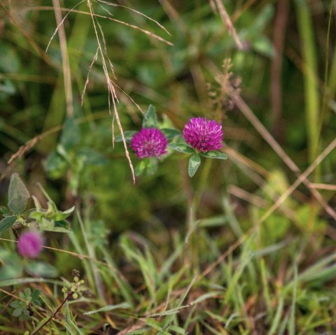Blumen und Kräuter am Wegesrand, © Paul Meixner Blumen und Kräuter am Wegesrand, © Paul Meixner