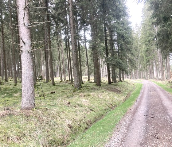 IMG_Waldweg IMG_Waldweg