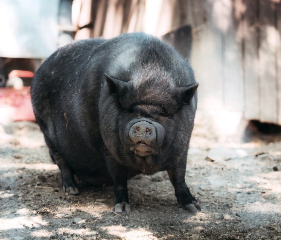 Hängebauchschwein im Wildpark Schmidt, © Johannes Höhn Hängebauchschwein im Wildpark Schmidt, © Johannes Höhn