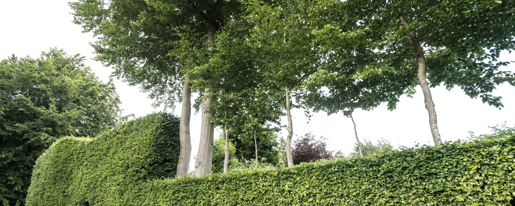Beech hedges, © Eifel-Tourismus GmbH, Dominik Ketz Beech hedges, © Eifel-Tourismus GmbH, Dominik Ketz