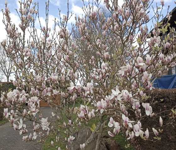 Magnolia in spring Magnolia in spring