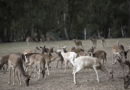 Rehe im Hochwildpark, © Ralph Sondermann Rehe im Hochwildpark, © Ralph Sondermann