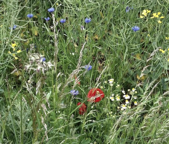 Bei uns in gibt es noch Kornblunen u. Klatschmohn Bei uns in gibt es noch Kornblunen u. Klatschmohn