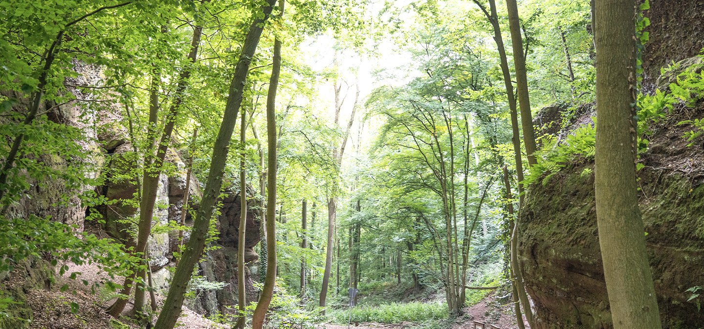 Entdeckungspfad Nideggen - Schüdderfeld, © Rureifel Tourismus GmbH, Lilli Kommer Entdeckungspfad Nideggen - Schüdderfeld, © Rureifel Tourismus GmbH, Lilli Kommer
