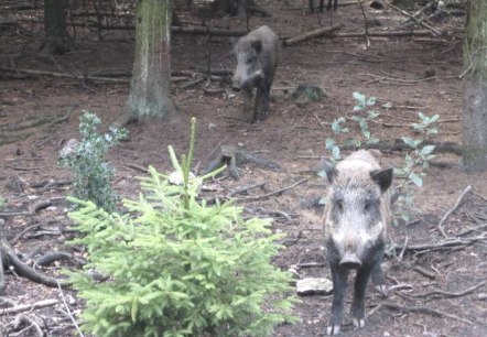 Wildschweine im Schwarzwildpark, © Archiv der StädteRegion Aachen Wildschweine im Schwarzwildpark, © Archiv der StädteRegion Aachen
