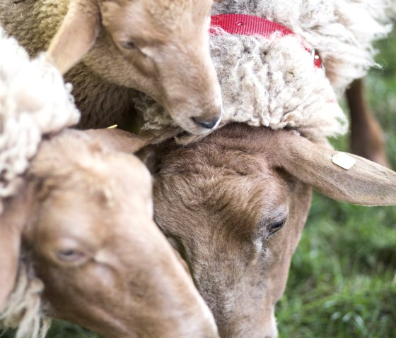 Schafe beim Wollmarkt, © LVR ZMB Schmitz Schafe beim Wollmarkt, © LVR ZMB Schmitz