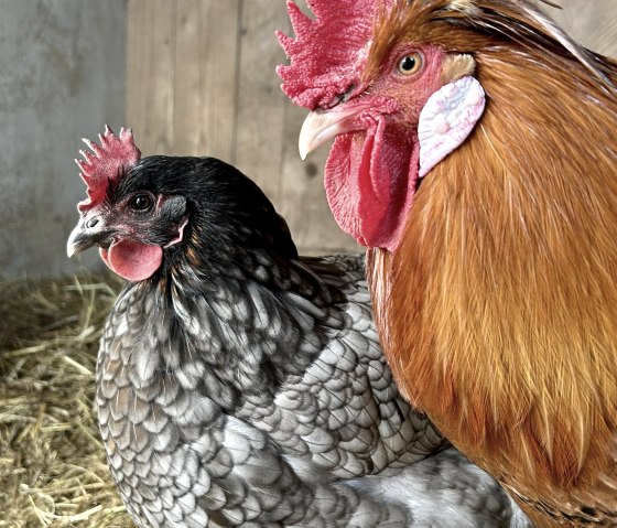 Hühnerdiplom, © Dr.Axe-Stiftung Hühnerdiplom, © Dr.Axe-Stiftung