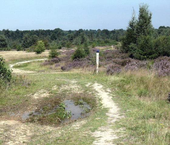 Blooming heath Blooming heath