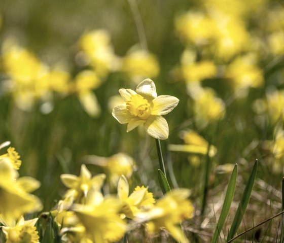 Wilde gelbe Narzissen auf der Narzissenroute, © Städteregion Aachen, Dominik Ketz Wilde gelbe Narzissen auf der Narzissenroute, © Städteregion Aachen, Dominik Ketz