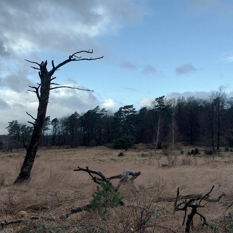 kühle Winterstimmung (co) Theißen-Braun kühle Winterstimmung (co) Theißen-Braun