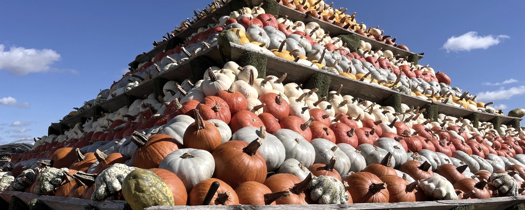 Pumpkin Show, © Krewelshof Pumpkin Show, © Krewelshof