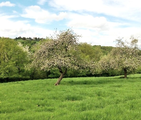 Orchard meadow_Eschweilertal, © Nordeifel Tourismus GmbH & Dietmar Frank Orchard meadow_Eschweilertal, © Nordeifel Tourismus GmbH & Dietmar Frank