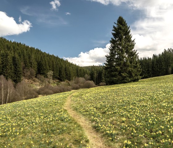 Narzissenwiese im Oleftal, © Eifel Tourismus GmbH, Dominik Ketz Narzissenwiese im Oleftal, © Eifel Tourismus GmbH, Dominik Ketz
