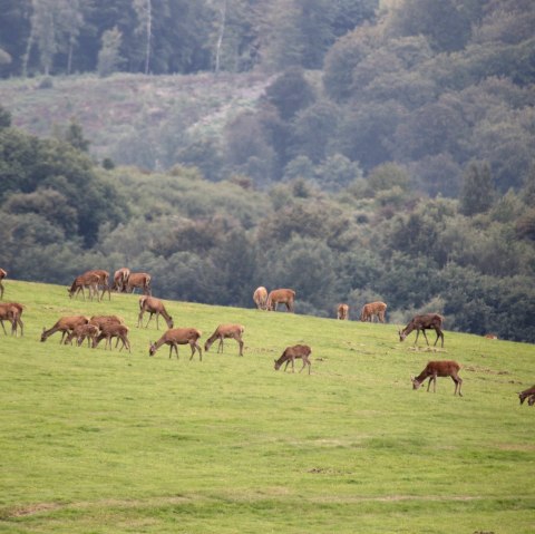 Deer, © W. Dallmeyer Boehm Deer, © W. Dallmeyer Boehm