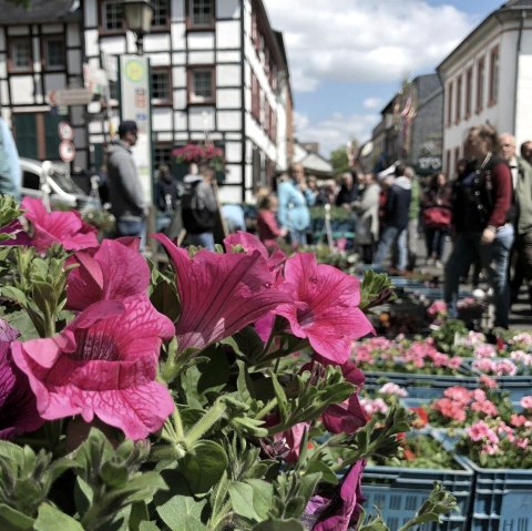 Blumen-, Kleintier- und Bauernmarkt, © Vereinskartell Kommern Blumen-, Kleintier- und Bauernmarkt, © Vereinskartell Kommern