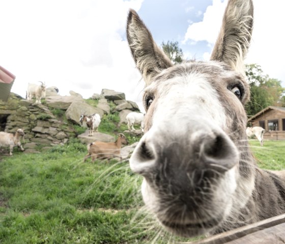 Esel, © Yvonne Kirch, studio B23 Esel, © Yvonne Kirch, studio B23