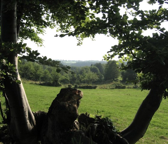 Aussicht auf der Wandertour Heckenlandroute, © Monschauer Land/G. Scheidt Aussicht auf der Wandertour Heckenlandroute, © Monschauer Land/G. Scheidt