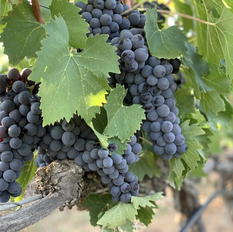 Weinreben, © John Cameron/ Unsplash Weinreben, © John Cameron/ Unsplash