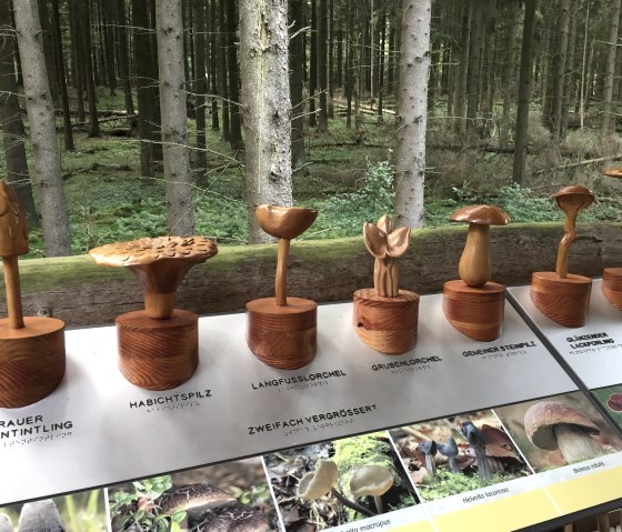 Pilze aus Holz auf dem wilden Weg im Nationalpark Eifel, © Eifel Tourismus GmbH Pilze aus Holz auf dem wilden Weg im Nationalpark Eifel, © Eifel Tourismus GmbH