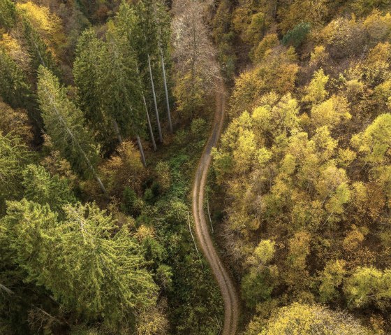 Wald, © D. Ketz Wald, © D. Ketz