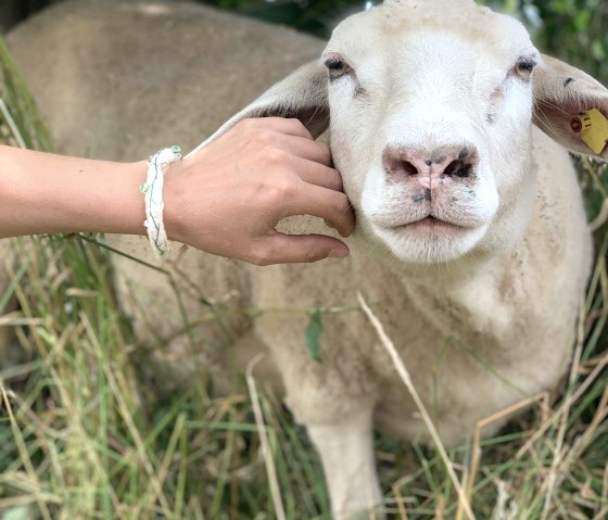 Schafe streicheln, © Die Rote 16 Schafe streicheln, © Die Rote 16