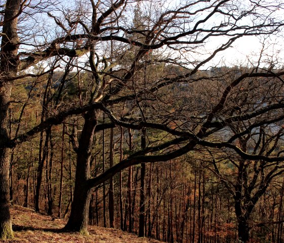 Through the autumnal forest Through the autumnal forest
