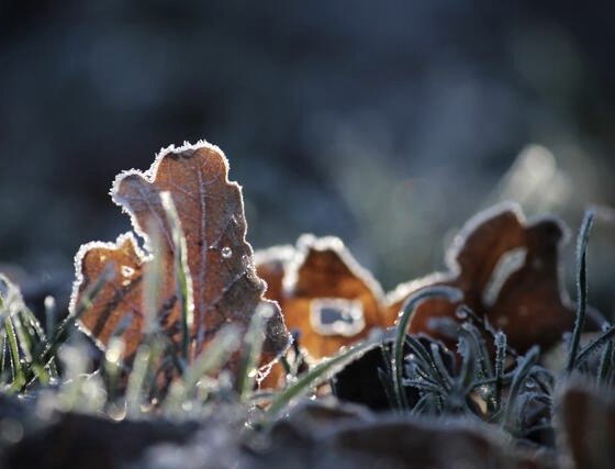 Vereistes Laub Vereistes Laub