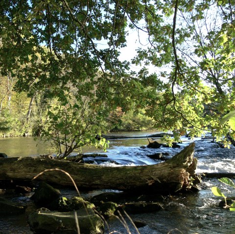 Deadwood in the Rurwehr, © Gemeinde Kreuzau Deadwood in the Rurwehr, © Gemeinde Kreuzau